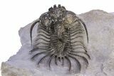 Alien-Looking Quadrops Trilobite - Fantastic Preparation #382871-4